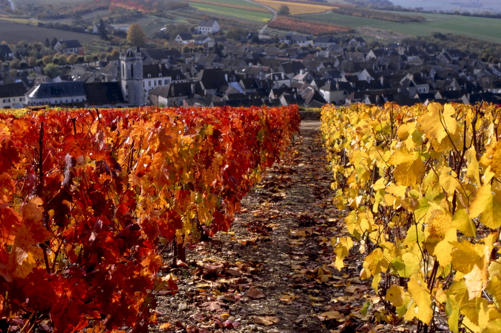 Vignoble à Irancy(octobre)/ Village vigneron niché au creux des collines plantées du cépage pinot noir (AOC Bourgogne rouge Irancy et Palotte) / 89 Yonne / Rég. Bourgogne / France