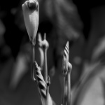 La nature crée des formes qui semblent parfaites.