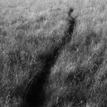 Le chemin du lapin